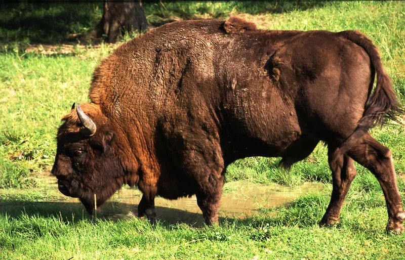Białowieża Ormanı