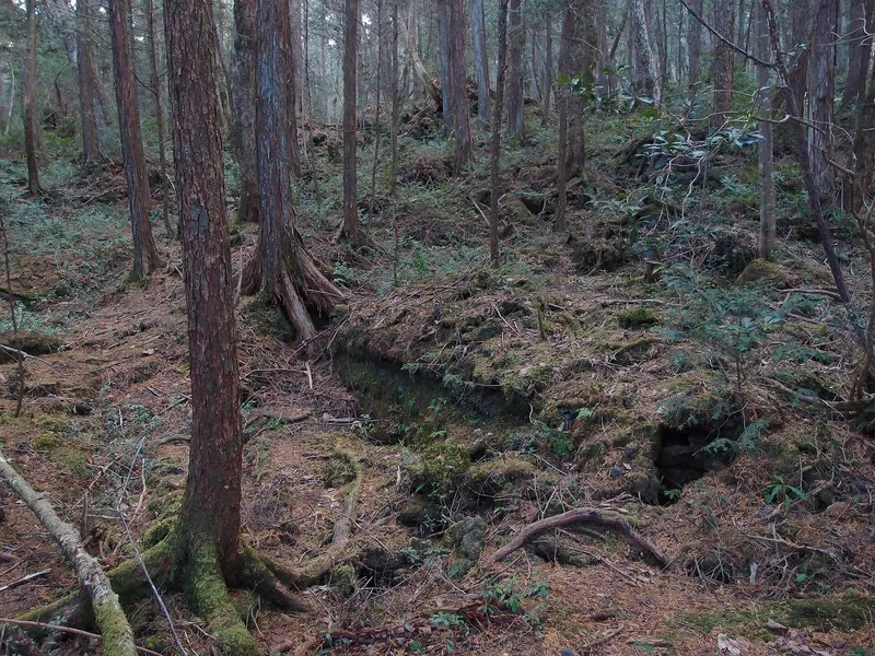 Aokigahara