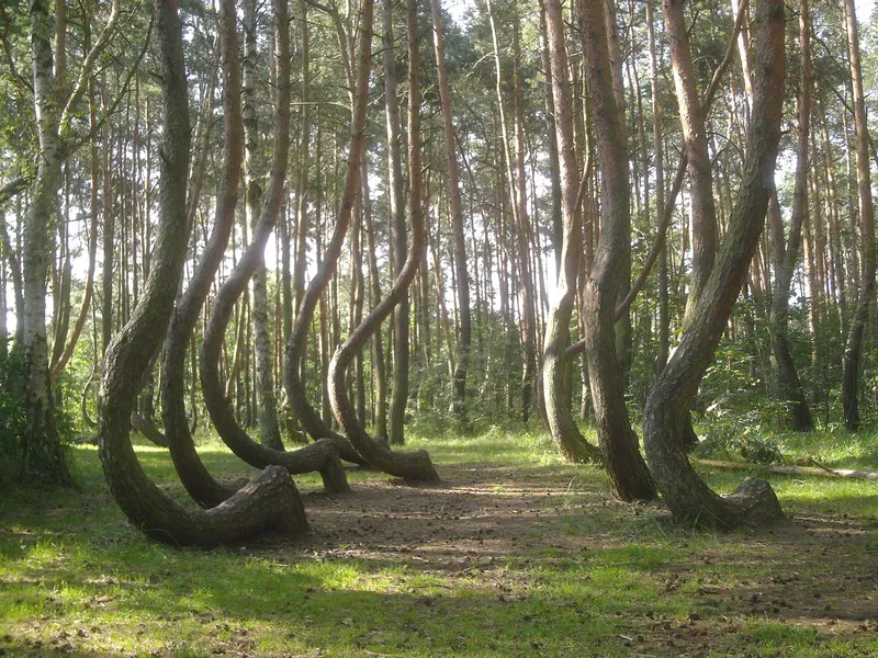 Crooked Ormanı