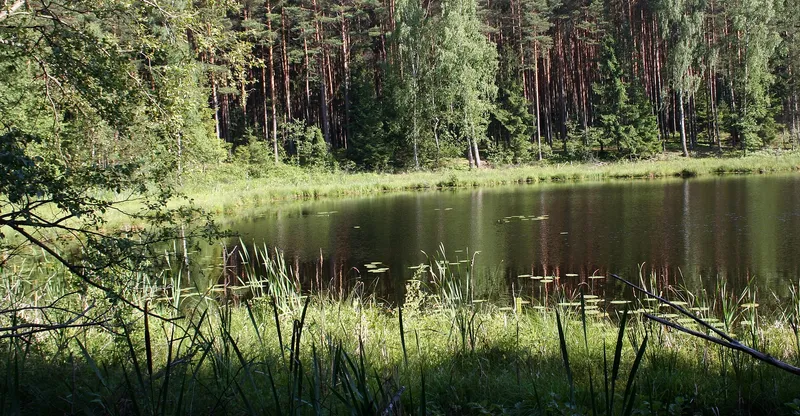Tuchola Forest
