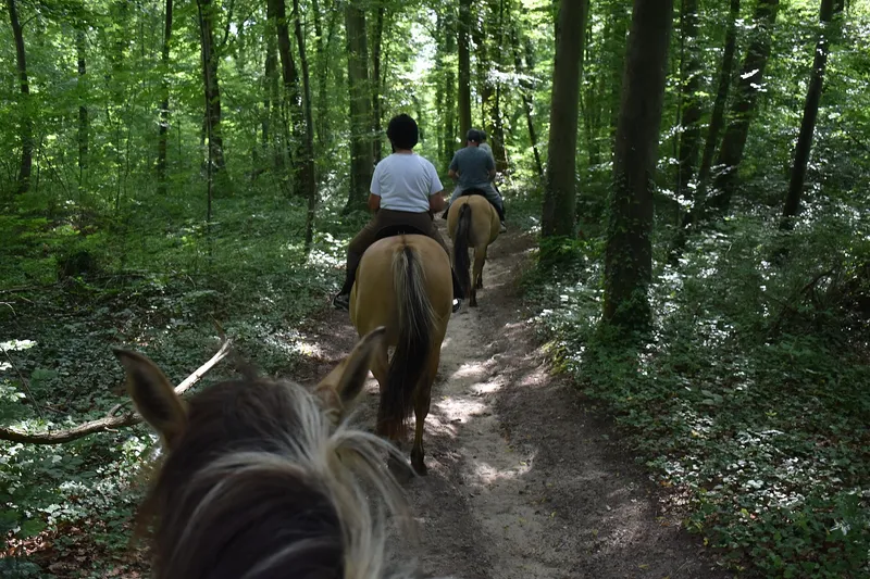 Forest of Compiègne