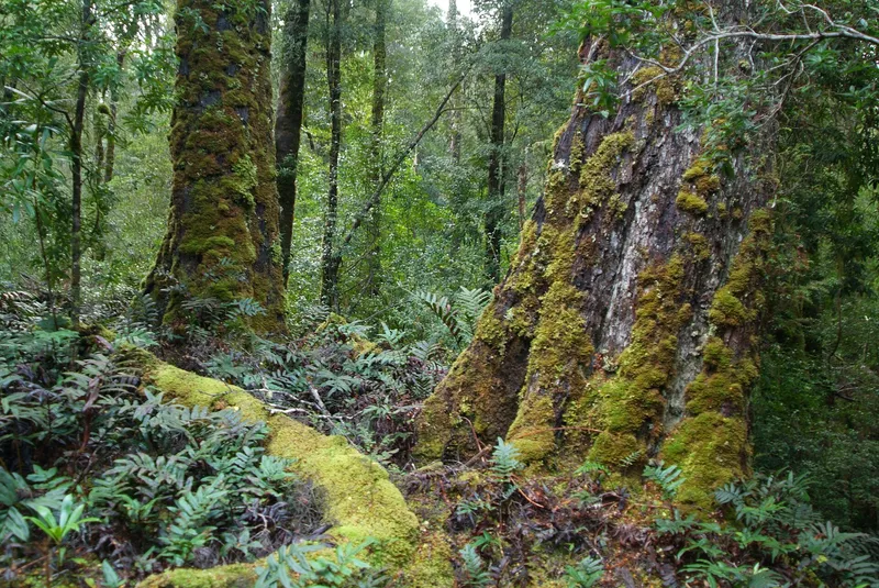 Tarkine