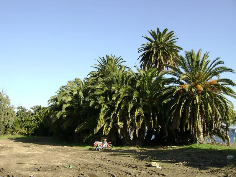 Kalamiaris palm forest
