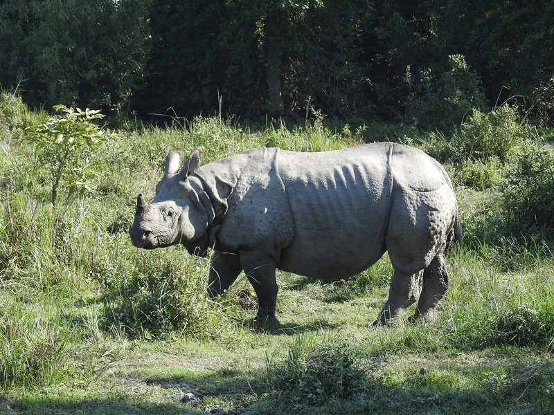 Kaziranga Ulusal Parkı