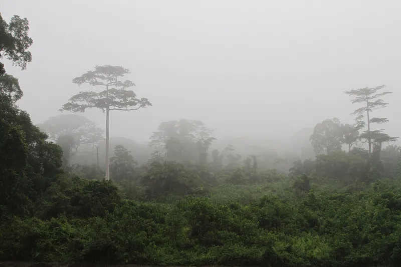 Taï National Park