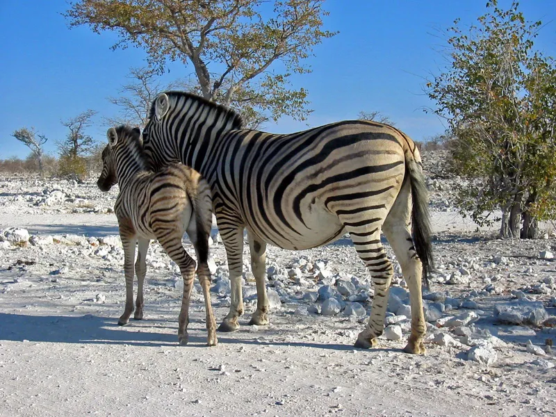 Etosha Ulusal Parkı