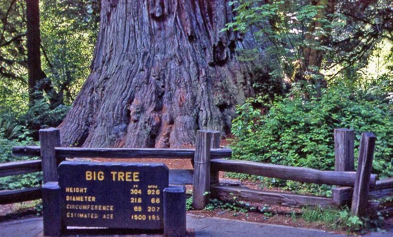 Redwood National Park
