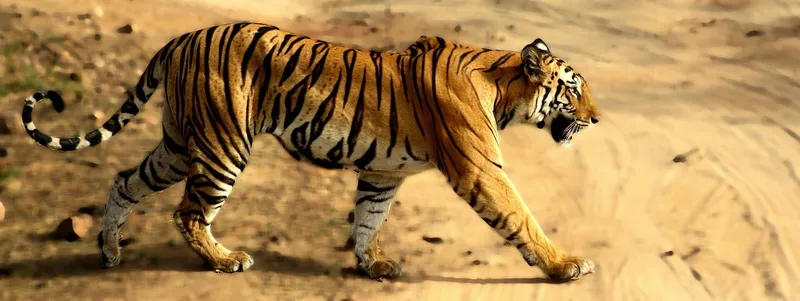 Bandhavgarh National Park