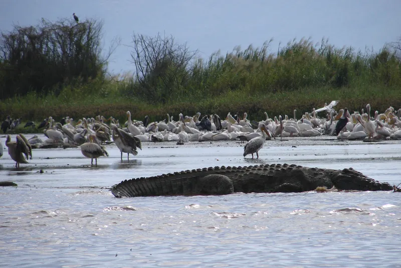 Nechisar National Park